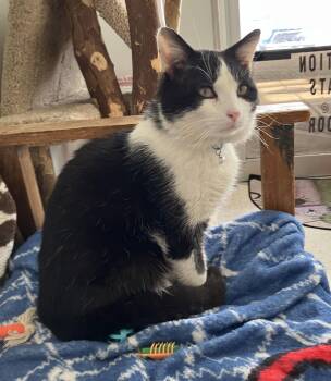 Domestic Short Hair Cats Available for Adoption in Dublin, Ohio - Montieth | PetCurious