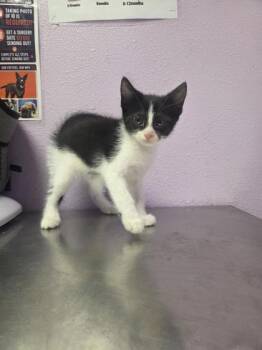 Squid* -  Domestic Short Hair Cat for Adoption in El Paso, Texas - Squid* | PetCurious