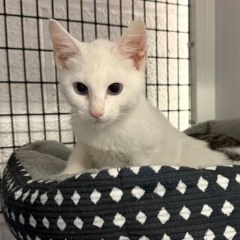 Sirocco -  Domestic Short Hair Cat for Adoption in Trenton, New Jersey - Sirocco | PetCurious