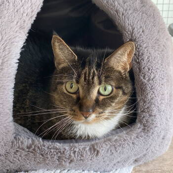 Rescue Domestic Short Hair and Tabby Cats for Adoption in Littlestown, Pennsylvania - Millie | PetCurious