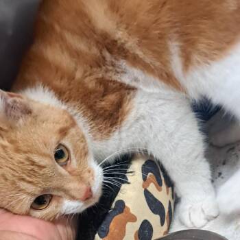 Domestic Short Hair Cats Available for Adoption - Shamus | PetCurious