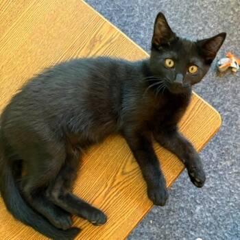 Yuki -  Domestic Short Hair Cat for Adoption in Edwardsville, Illinois - Yuki | PetCurious