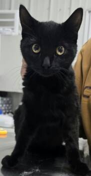 Freddi -  Domestic Medium Hair Cat for Adoption in Hillsdale, Indiana - Freddi | PetCurious