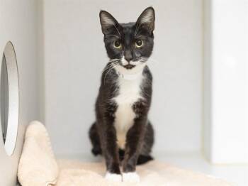 LIZZIE -  Domestic Short Hair Cat for Adoption in Phoenix, Arizona - LIZZIE | PetCurious