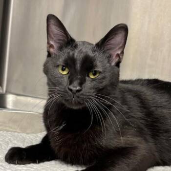 Shuri -  Domestic Short Hair Cat for Adoption in Chaska, Minnesota - Shuri | PetCurious