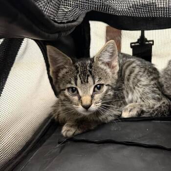 Linda -  Domestic Short Hair Cat for Adoption in Philadelphia, Pennsylvania - Linda | PetCurious