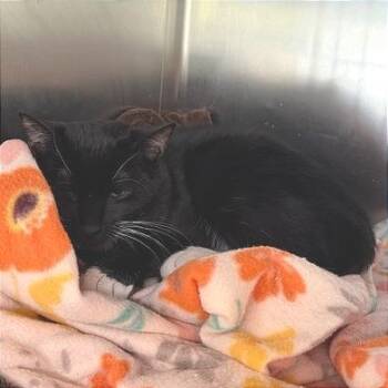 Domestic Short Hair Cats Available for Adoption in Cumming, Georgia - Boots 3 | PetCurious