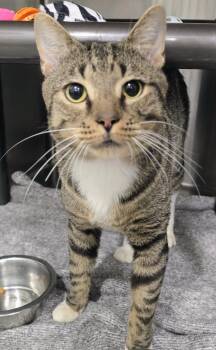 6-410 Zeze -  Domestic Short Hair Cat for Adoption in Lindenhurst, New York - 6-410 Zeze | PetCurious