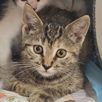 Aquata -  Domestic Short Hair Cat for Adoption in Salt Lake City, Utah - Aquata | PetCurious