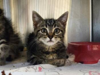 TIPPER -  Domestic Short Hair Cat for Adoption in Martinez, California - TIPPER | PetCurious
