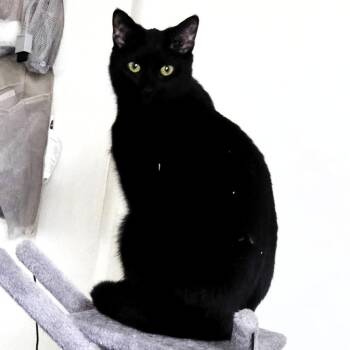 Domestic Short Hair Cats Available for Adoption - Emmy | PetCurious