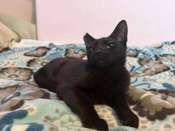 Domestic Short Hair Cats Available for Adoption - Donner | PetCurious