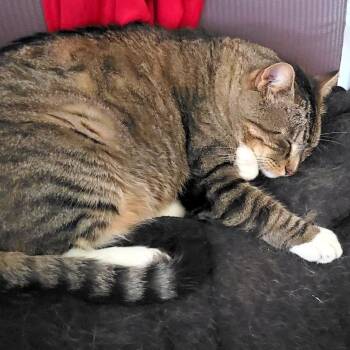 Domestic Short Hair Cats Available for Adoption in Fairway, Kansas - TomTom | PetCurious