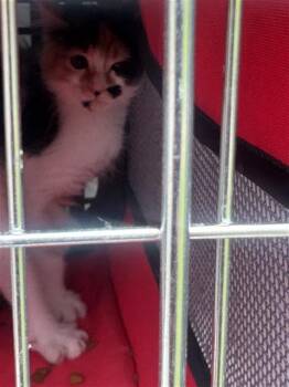 Domestic Short Hair Cats Available for Adoption in Houston, Texas - A656654 | PetCurious