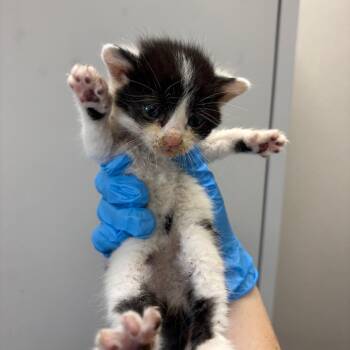 Domestic Short Hair Cats Available for Adoption in Columbiana, Alabama - Salsa (NOT AVAILABLE - IN FOSTER CARE) | PetCurious