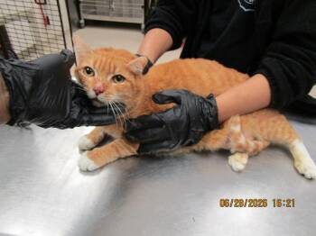 Louie(695) -  Domestic Short Hair Cat for Adoption in Marietta, Georgia - Louie(695) | PetCurious