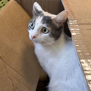 Hilton Kitty -  Domestic Short Hair Cat for Adoption in Philadelphia, Pennsylvania - Hilton Kitty | PetCurious