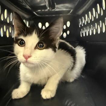 Lizseth -  Domestic Short Hair Cat for Adoption in Galveston, Texas - Lizseth | PetCurious