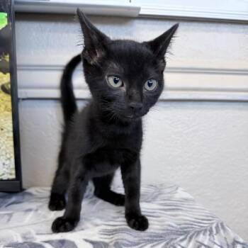 Domestic Medium Hair Cats Available for Adoption in Medford, Oregon - Tootsie | PetCurious