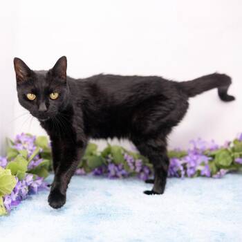 Yuri -  Domestic Short Hair Cat for Adoption in Durham, North Carolina - Yuri | PetCurious