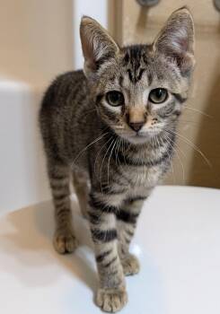 Latte #4 -  Domestic Short Hair and Tabby Cat for Adoption in Westfield, Wisconsin - Latte #4 | PetCurious
