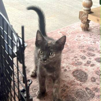 Raisinet -  Domestic Short Hair Cat for Adoption in Candler, North Carolina - Raisinet | PetCurious