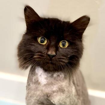 Domestic Long Hair Cats Available for Adoption - Rachel | PetCurious