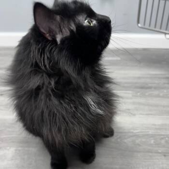 Domestic Long Hair Cats Available for Adoption - Ivan  | PetCurious