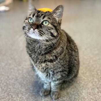 Domestic Short Hair Cats Available for Adoption in Salt Lake City, Utah - Judy | PetCurious