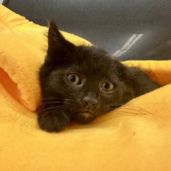 Indigo -  Domestic Short Hair Cat for Adoption in Medford, Oregon - Indigo | PetCurious