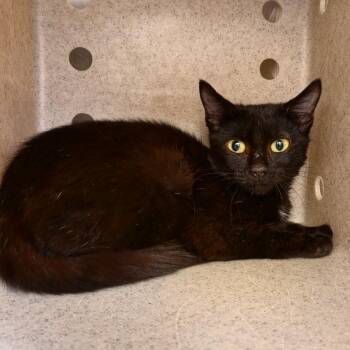 Twinkle Toes -  Domestic Short Hair Cat for Adoption in Asheville, North Carolina - Twinkle Toes | PetCurious