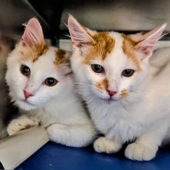 Rusty- Bonded with Copper -  Domestic Medium Hair Cat for Adoption in West Jefferson, Ohio - Rusty- Bonded With Copper | PetCurious