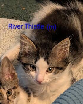 River Thistle (Available for pre-adoption) -  Tuxedo Cat for Adoption in PORT WENTWRTH, Georgia - River Thistle (Available For Pre-adoption) | PetCurious