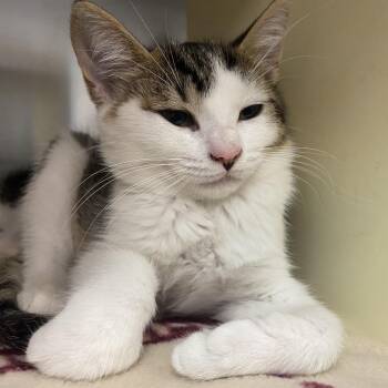 Dora -  Domestic Short Hair Cat for Adoption in Newark, New Jersey - Dora | PetCurious