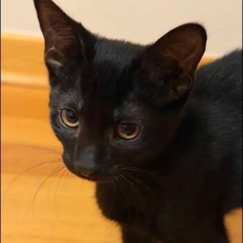 Potato -  Domestic Medium Hair Cat for Adoption in Westland, Michigan - Potato | PetCurious