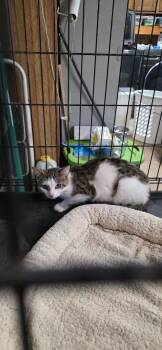 River -  Domestic Short Hair Cat for Adoption in Crossville, Tennessee - River | PetCurious