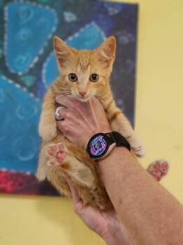 Penny -  Domestic Short Hair Cat for Adoption in Rockwall, Texas - Penny | PetCurious