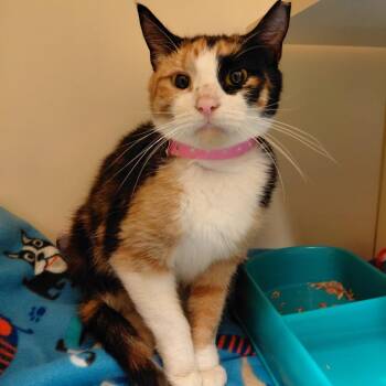 Calliope-31079 -  Domestic Short Hair Cat for Adoption in Memphis, Tennessee - Calliope-31079 | PetCurious