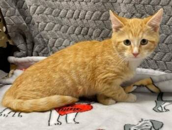 Rescue Domestic Short Hair Cats for Adoption in Lampasas, Texas - Jalepeno | PetCurious