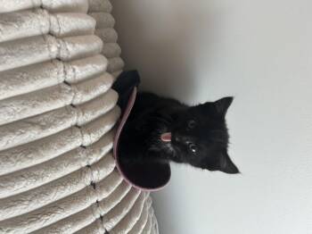 Domestic Short Hair Cats Available for Adoption in Barrière, British Columbia - Donald | PetCurious