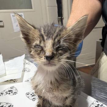SAS-Wildlife-91836 -  Domestic Short Hair Cat for Adoption in Milton, Florida - SAS-Wildlife-91836 | PetCurious