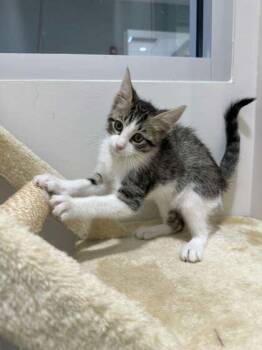 Domestic Short Hair Cats Available for Adoption - Byul | PetCurious