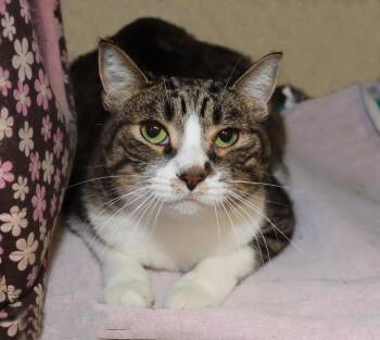 Rescue Domestic Short Hair Cats for Adoption in Euclid, Ohio - Ocean | PetCurious