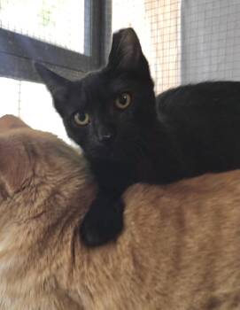 Rescue American Shorthair Cats for Adoption in Vacaville, California - Cashel | PetCurious