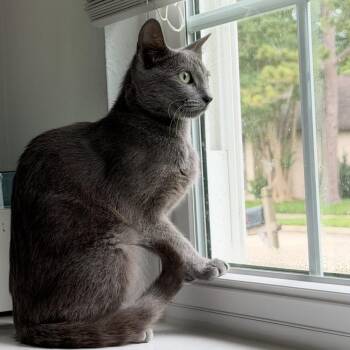 Lyre -  Domestic Short Hair Cat for Adoption in Denver, Colorado - Lyre | PetCurious
