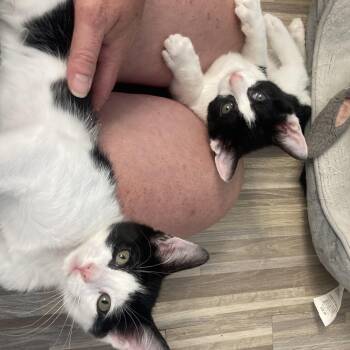 Milli & Vanilli -  Tuxedo and Domestic Short Hair Cat for Adoption in UNIVERSITY PA, Maryland - Milli & Vanilli | PetCurious