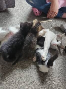 Octagon -  Domestic Short Hair Cat for Adoption in Grand Rapids, Michigan - Octagon | PetCurious
