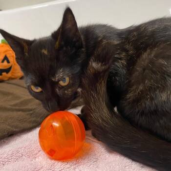 Marzipan -  Domestic Short Hair Cat for Adoption in Fall River, Massachusetts - Marzipan | PetCurious