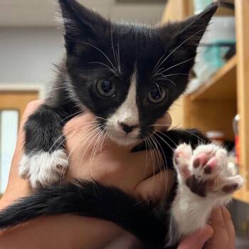Gothic Revival -  Domestic Short Hair Cat for Adoption in Chattanooga, Tennessee - Gothic Revival | PetCurious