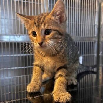 Barry -  Domestic Short Hair Cat for Adoption in Belleville, Illinois - Barry | PetCurious
